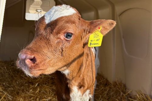 brown and white calf with yellow ear tag